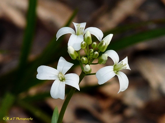 {Cardamine bulbosa}
